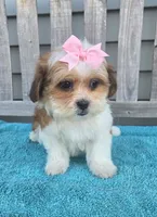 Lily, a female Mal Shi for sale in Rockford, IL – 3 of 8