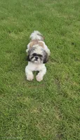 Bandit , a male Shih Tzu for sale in Rockford, IL – 2 of 3
