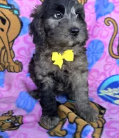 Rocky, a male Miniature Goldendoodle for sale in Rockford, IL – 2 of 10