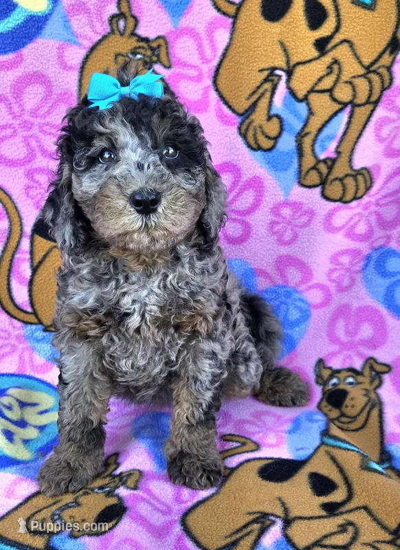 Skylark  mini  blue merle  – Miniature Goldendoodle puppy for sale in Rockford, IL