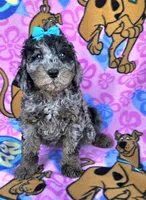 Skylark  mini , a female Miniature Goldendoodle for sale in Rockford, IL – 5 of 10