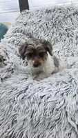 Max, a male Yorkipoo for sale in Rockford, IL – 6 of 9