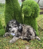Marley Akc blue merle , a male Poodle - Miniature  for sale in Rockford, IL – 8 of 10