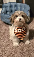 Freckles, a male Yorkipoo for sale in Rockford, IL – 1 of 7