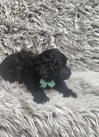 Max f1b, a male Cavapoo for sale in Rockford, IL – 7 of 10