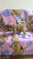 Star mini micro mini, a female Miniature Goldendoodle for sale in Rockford, IL – 5 of 9