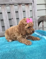 Rosie f1b mini, a female Miniature Goldendoodle for sale in Rockford, IL – 6 of 8