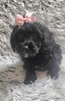 Molly f1b, a female Cavapom for sale in Rockford, IL – 5 of 10