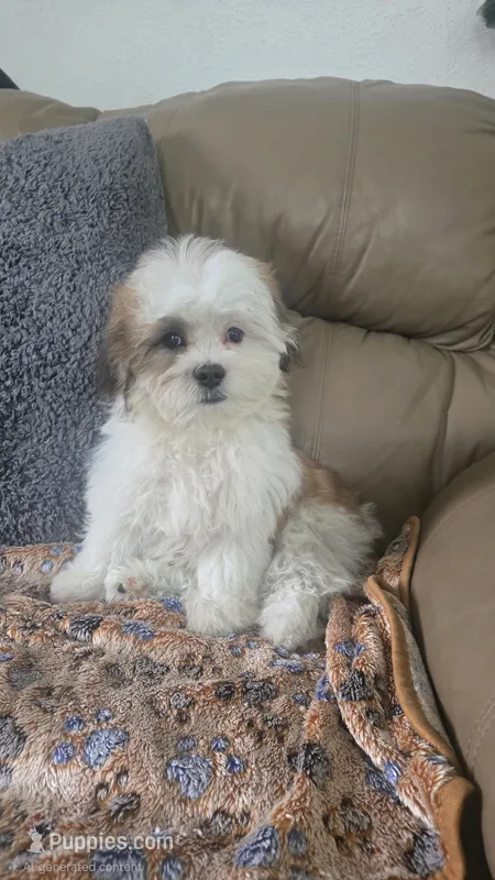 Franklin – Mal Shi puppy for sale in Rockford, IL