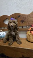Violet mini f1b, a female Miniature Goldendoodle for sale in Rockford, IL – 2 of 9