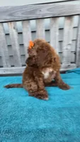 Autumn f1b mini, a female Miniature Goldendoodle for sale in Rockford, IL – 5 of 9