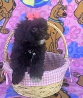 Rosie , a female Shihpoo for sale in Rockford, IL – 6 of 10