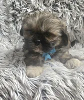 Rudy , a male Shih Tzu for sale in Rockford, IL – 4 of 10