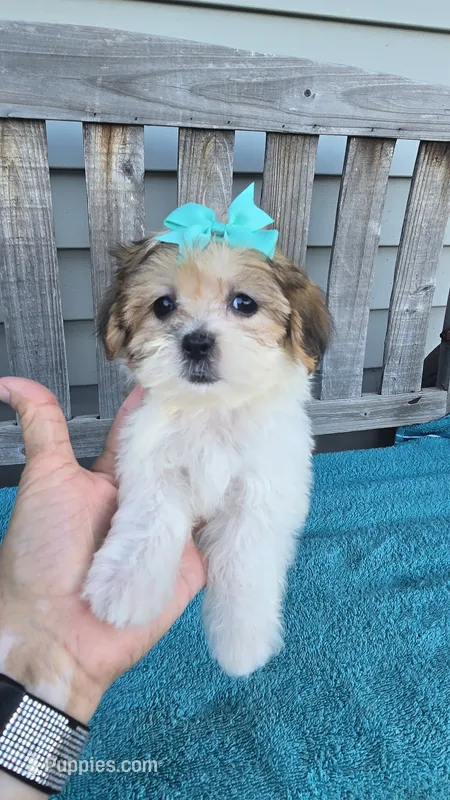 Tinker bell  – Mal Shi puppy for sale in Rockford, IL