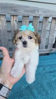 Tinker bell , a female Mal Shi for sale in Rockford, IL – 1 of 7