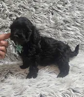 Max f1b, a male Cavapoo for sale in Rockford, IL – 3 of 10