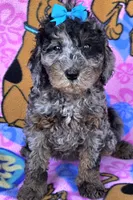 Skylark  mini , a female Miniature Goldendoodle for sale in Rockford, IL – 2 of 10