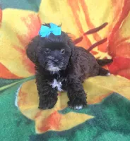 Shadow , a female Shihpoo for sale in Rockford, IL – 7 of 9