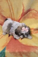 Hope, a female Shih Tzu for sale in Rockford, IL – Photo 7 of 10