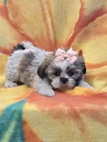 Hope, a female Shih Tzu for sale in Rockford, IL – Photo 10 of 10