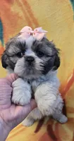 Hope, a female Shih Tzu for sale in Rockford, IL – Photo 5 of 10
