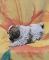 Hope, a female Shih Tzu for sale in Rockford, IL – Photo 9 of 10
