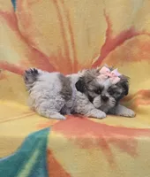 Hope, a female Shih Tzu for sale in Rockford, IL – Photo 6 of 10