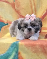Hope, a female Shih Tzu for sale in Rockford, IL – Photo 4 of 10