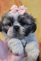 Hope, a female Shih Tzu for sale in Rockford, IL – Photo 2 of 10