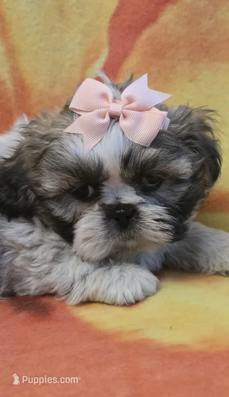 Hope, a female Shih Tzu for sale in Rockford, IL – Photo 1 of 10