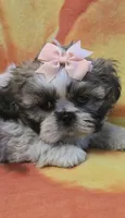 Hope, a female Shih Tzu for sale in Rockford, IL – Photo 1 of 10