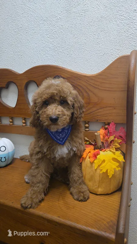 Teddy Bear mini  – Poodle - Miniature , Miniature Goldendoodle puppy for sale in Rockford, IL