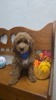 Teddy Bear , a male Poodle - Miniature  and Miniature Goldendoodle for sale in Rockford, IL – 6 of 10