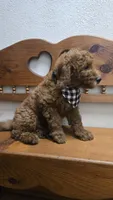 Clifford f1b mini, a male Miniature Goldendoodle for sale in Rockford, IL – 9 of 9