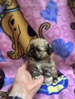 Yoda, a male Shih Tzu for sale in Rockford, IL – Photo 6 of 10