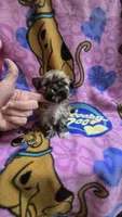 Yoda, a male Shih Tzu for sale in Rockford, IL – Photo 9 of 10