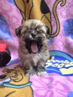 Yoda, a male Shih Tzu for sale in Rockford, IL – Photo 5 of 10