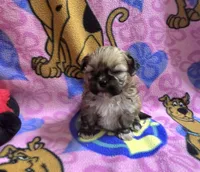 Yoda, a male Shih Tzu for sale in Rockford, IL – Photo 8 of 10