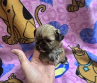 Yoda, a male Shih Tzu for sale in Rockford, IL – Photo 3 of 10