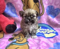 Yoda, a male Shih Tzu for sale in Rockford, IL – Photo 7 of 10