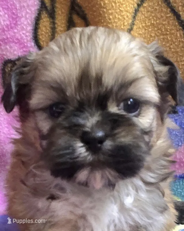 Yoda – Shih Tzu puppy for sale in Rockford, IL