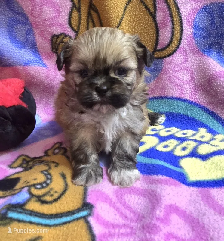 Yoda – Shih Tzu puppy for sale in Rockford, IL