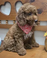 Christian f1b mini, a male Miniature Goldendoodle for sale in Rockford, IL – 2 of 10