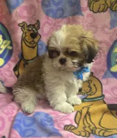 Gizmo , a male Shih Tzu for sale in Rockford, IL – 8 of 8