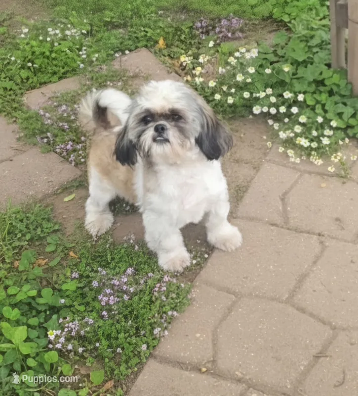 Bandit (Akc) – Shih Tzu puppy for sale in Rockford, IL
