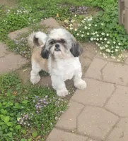 Bandit , a male Shih Tzu for sale in Rockford, IL – 1 of 3