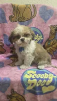 Milo, a male Shih Tzu for sale in Rockford, IL – 9 of 10