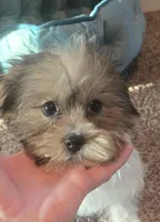Sidney , a female Shorkie for sale in Rockford, IL – Photo 2 of 6