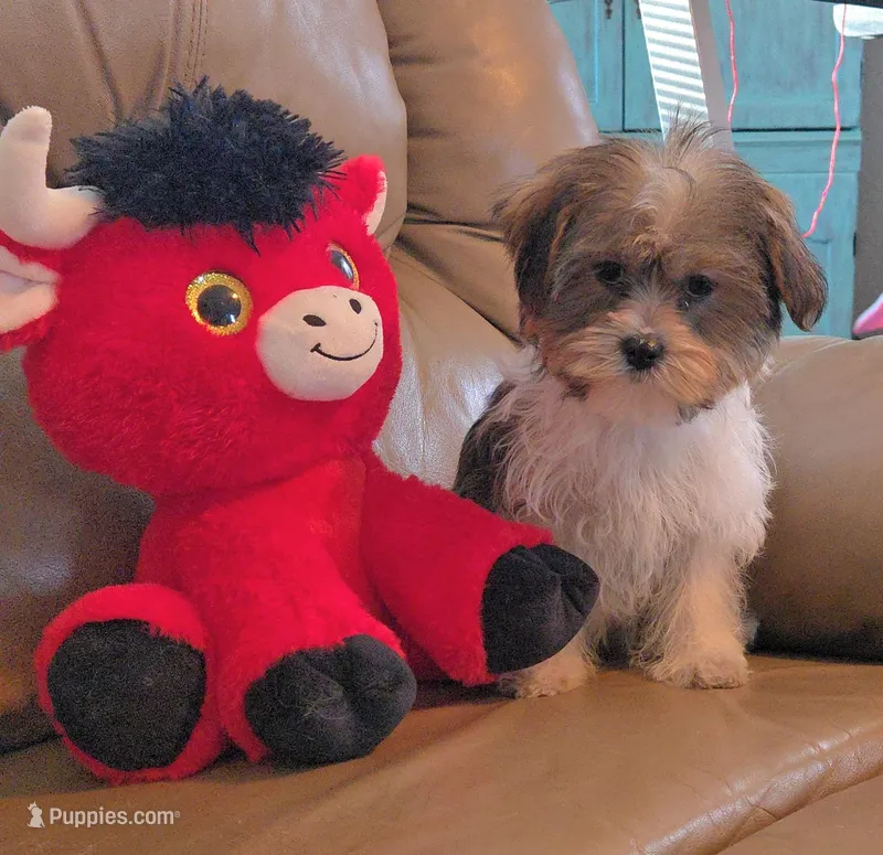 Sidney  – Shorkie puppy for sale in Rockford, IL