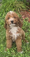 Starbucks f1b, a male Miniature Goldendoodle for sale in Rockford, IL – 7 of 10